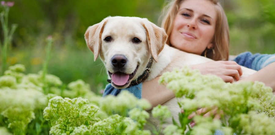 Massages en hondenwellness op Dierendag