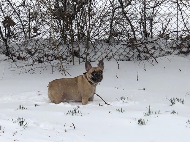 hond IN SNEEUW