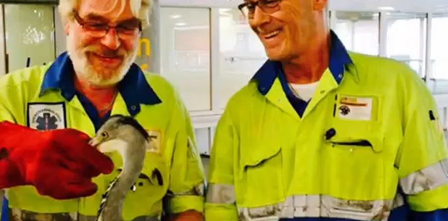 Tekort aan vrijwilligers dierenambulances: ‘Telefoon kan niet eens opgenomen worden’