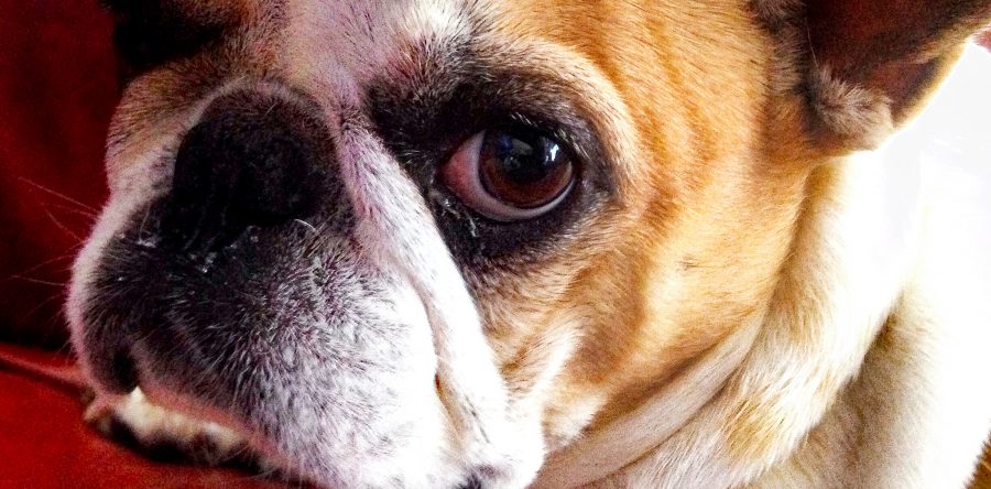 Daders van dierenmishandeling kunnen straks een houdverbod van maximaal tien jaar krijgen