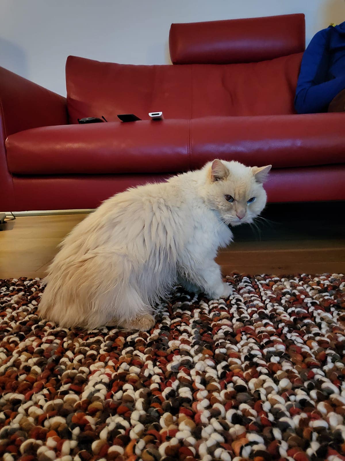 Dierenambulance-Jimmy