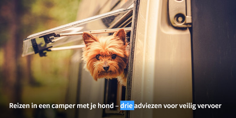 Hond mee in de camper